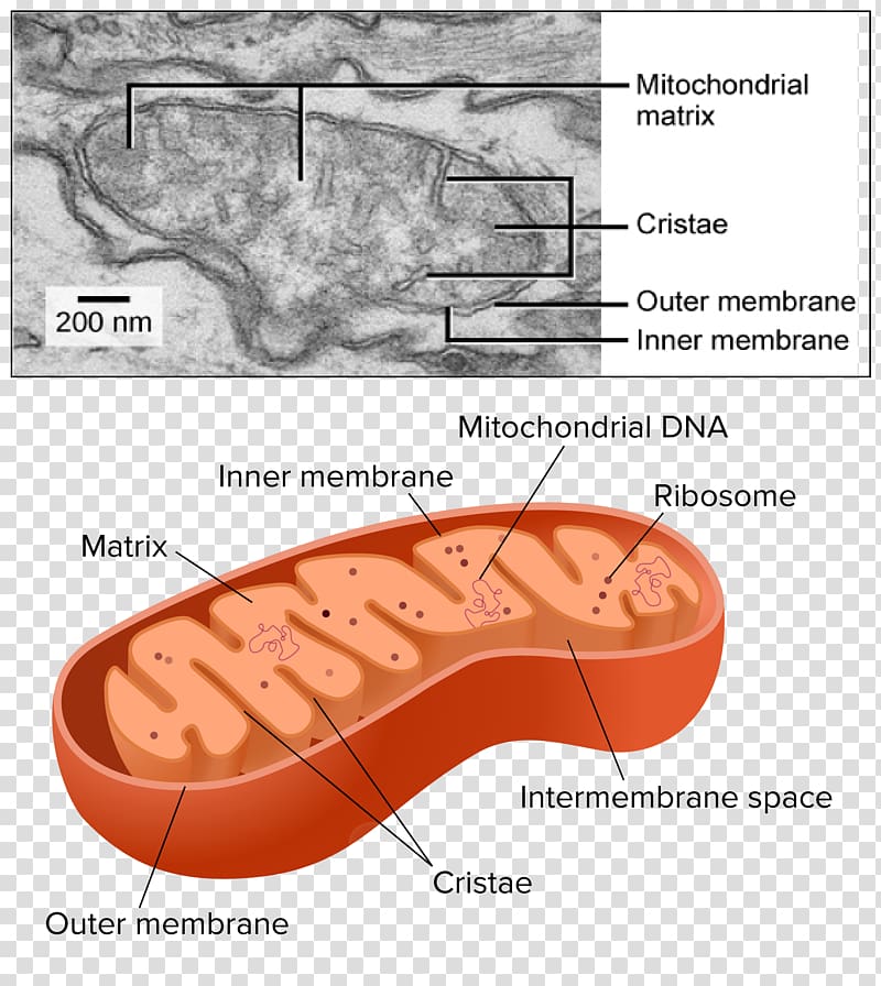 Mitochondrion Organelle Cellular respiration Chloroplast, others transparent background PNG clipart