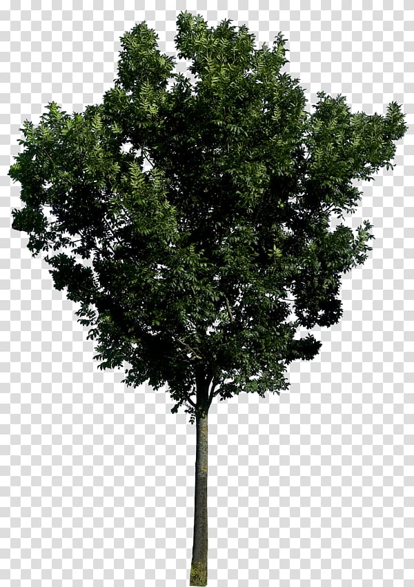 Tree Icon, tree , free , transparent background PNG clipart