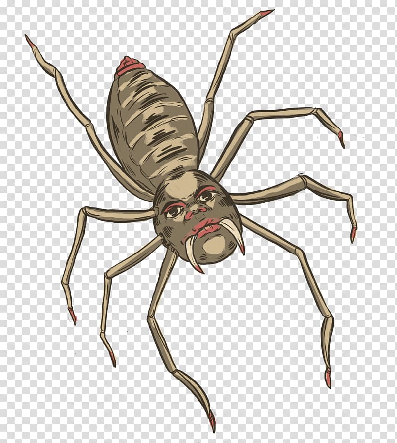 Weevil Insect Arachnid Spider-Man Pest, insect transparent background PNG clipart