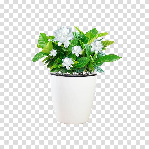 Grow light Houseplant Light-emitting diode, Gardenia suit transparent background PNG clipart