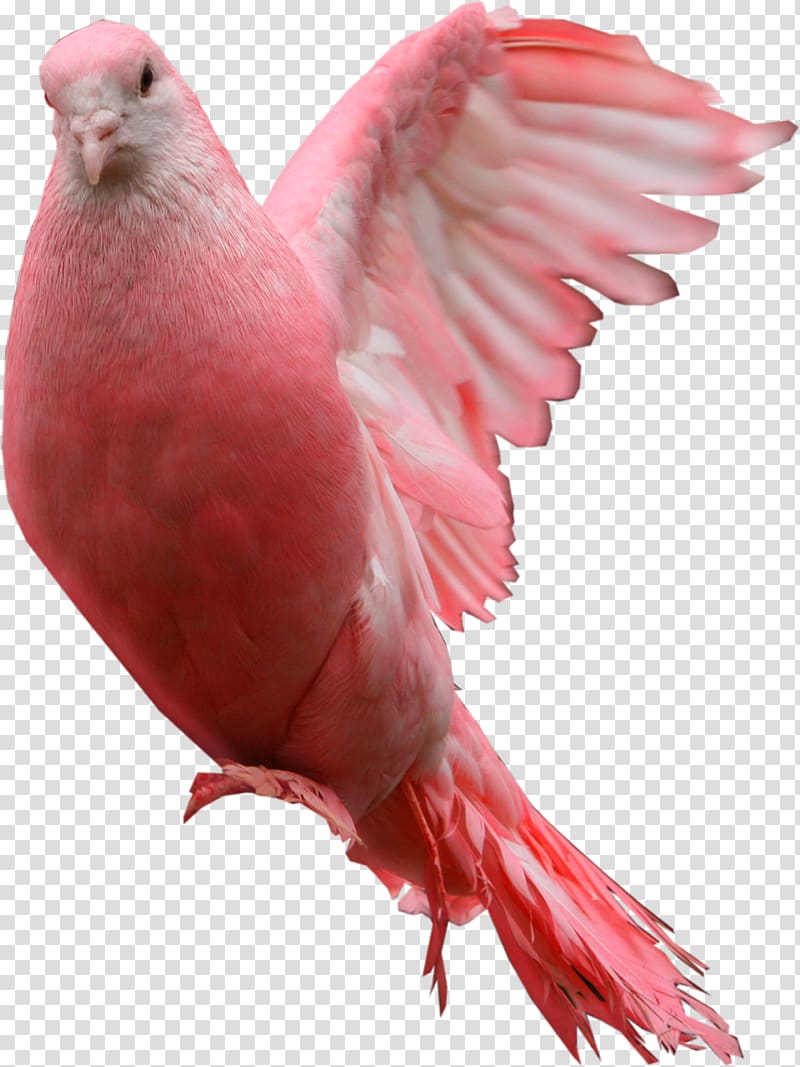 Blessing Friday Morning Happiness, Pink pigeon transparent background PNG clipart