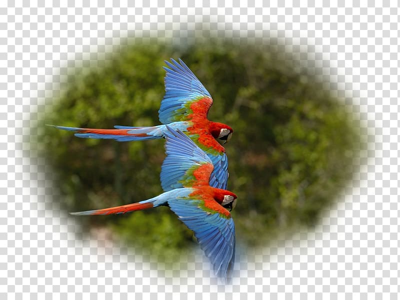 Parrot Bird Red-and-green macaw Scarlet macaw, parrot transparent background PNG clipart