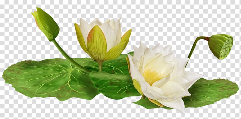 Water lily , Lotus leaf pattern transparent background PNG clipart
