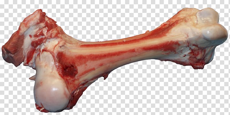 Bone , bone body transparent background PNG clipart