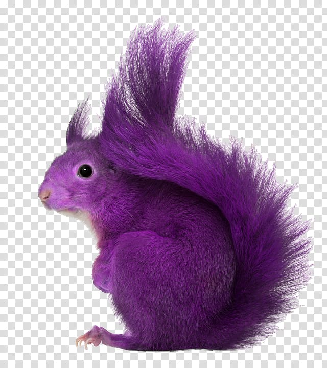 Purple squirrel Recruitment Employment Sourcing, Squirrel transparent background PNG clipart