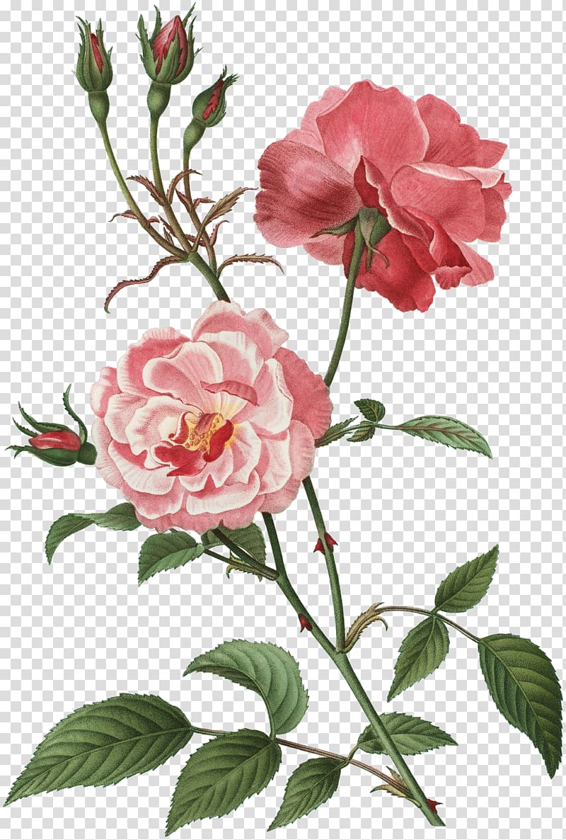 pink rose flowers art, Rose Flower Floral design Botany , butterlfy transparent background PNG clipart