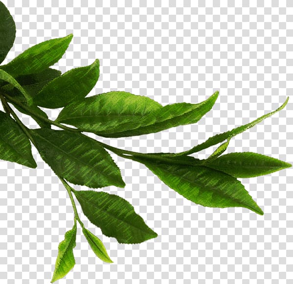 Green tea Matcha Thepix, leafs transparent background PNG clipart