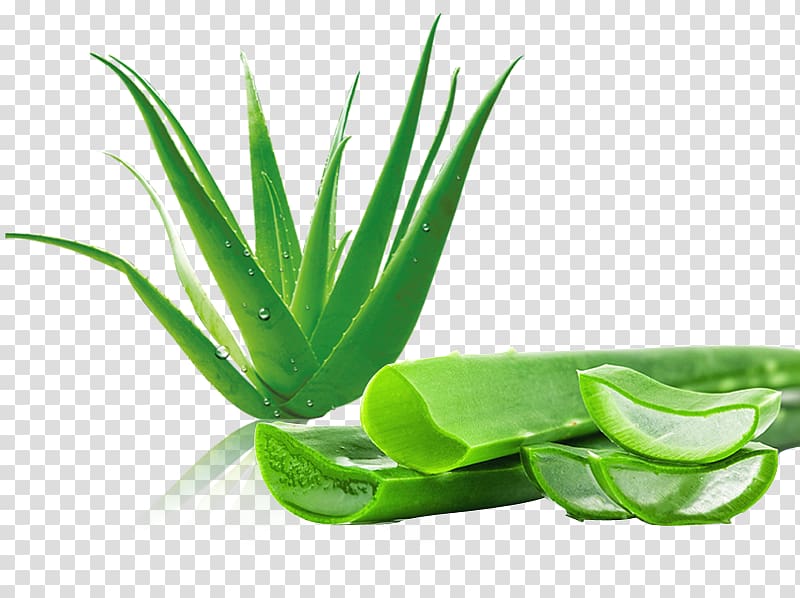 green Aloe Vera, Aloe vera Aloin Gel Disease , Free water droplets fresh aloe to pull material transparent background PNG clipart