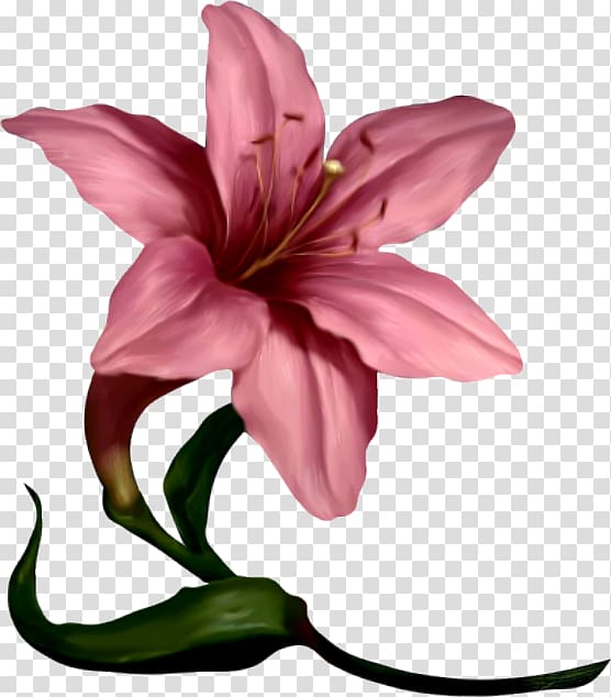 Lilium Flower Pink , Pink lily transparent background PNG clipart