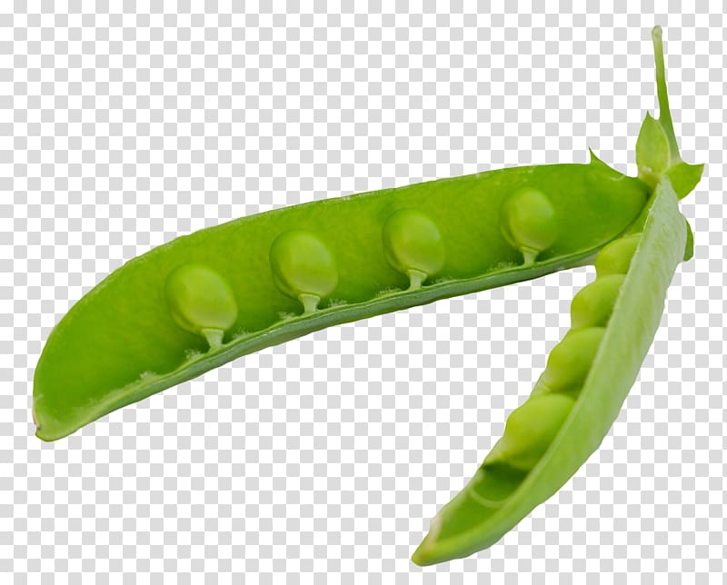 Snap pea Vegetable Legume, crayons transparent background PNG clipart