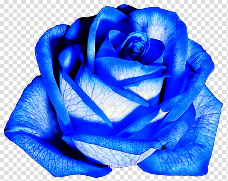 Flower Blue rose Garden roses, blue rose transparent background PNG clipart