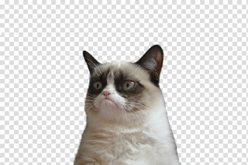 short-coated white and brown cat, Grumpy Cat Snowshoe cat Manx cat , cat face transparent background PNG clipart