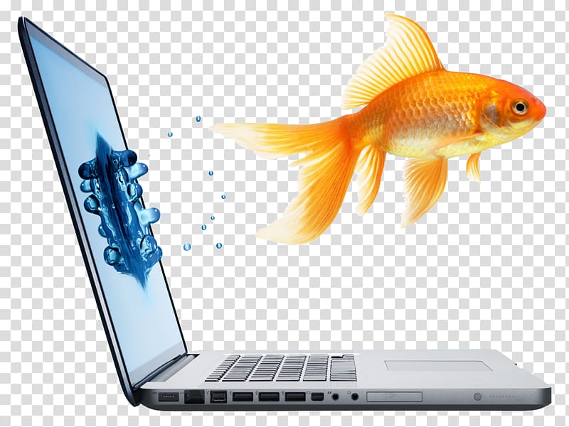 common goldfish and MacBook Pro, Fantail Computer, Laptop and goldfish transparent background PNG clipart