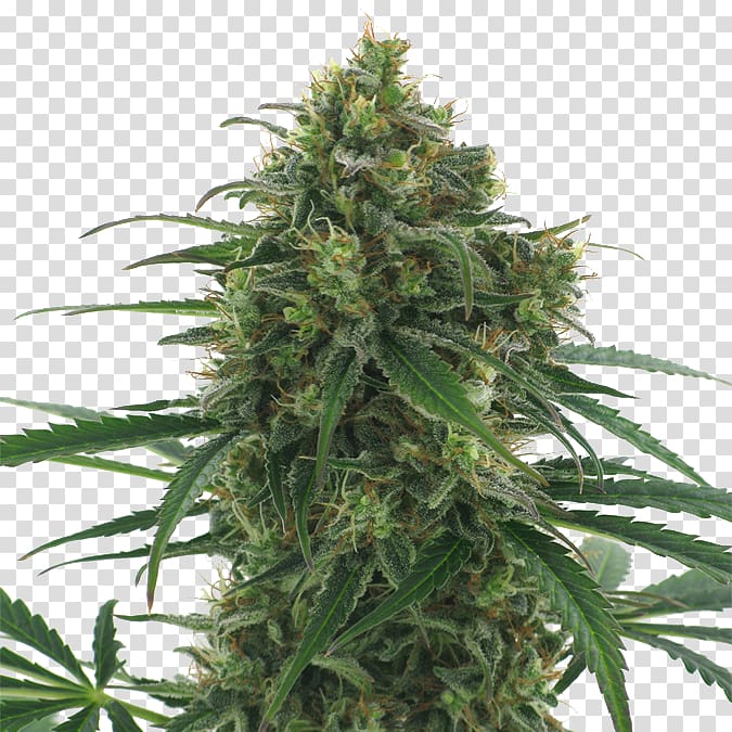 Kush Autoflowering cannabis Haze Skunk, cannabis transparent background PNG clipart
