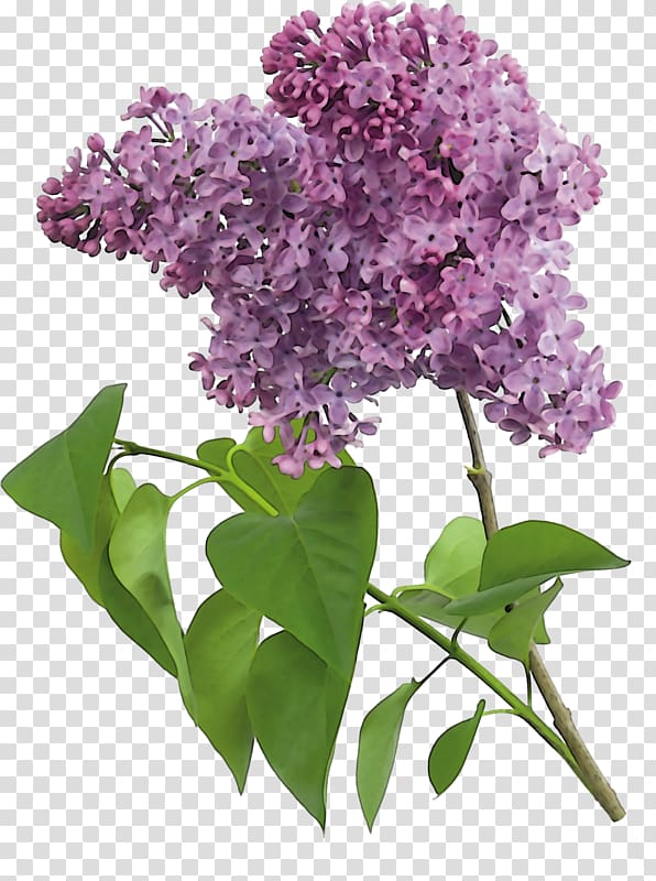 Common lilac Lavender , lilac transparent background PNG clipart