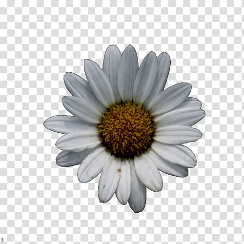 Common daisy Oxeye daisy Chrysanthemum Wildflower Argyranthemum frutescens, chrysanthemum white transparent background PNG clipart