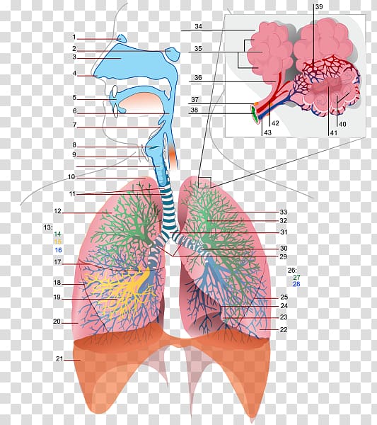 Respiratory tract Respiratory system Respiration Bronchus Gas exchange, others transparent background PNG clipart