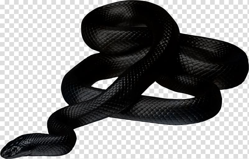 black snake illustration, Black Snake transparent background PNG clipart