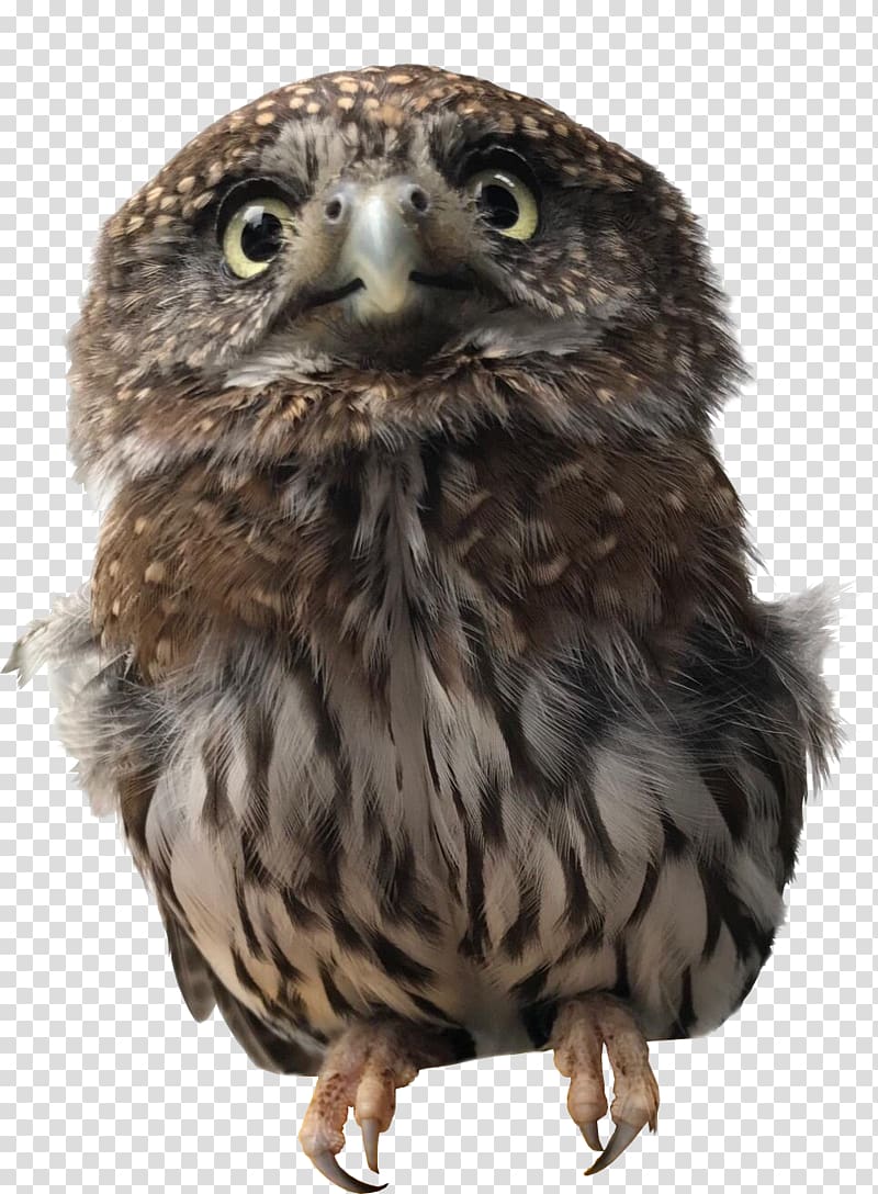 Owl Alaska Raptor Center Bird of prey Hawk, watercolor owl transparent background PNG clipart