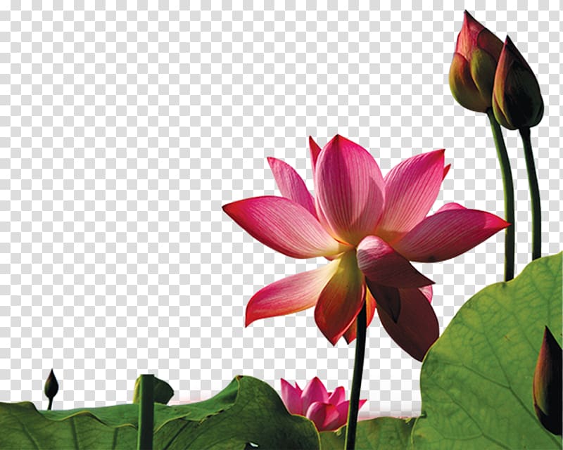 Lotus effect Nelumbo nucifera Euclidean , lotus transparent background PNG clipart