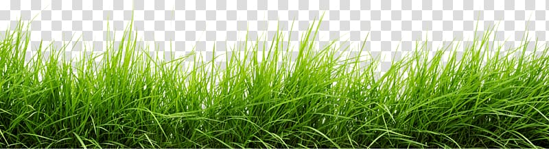 green grass, Line Of Grass transparent background PNG clipart