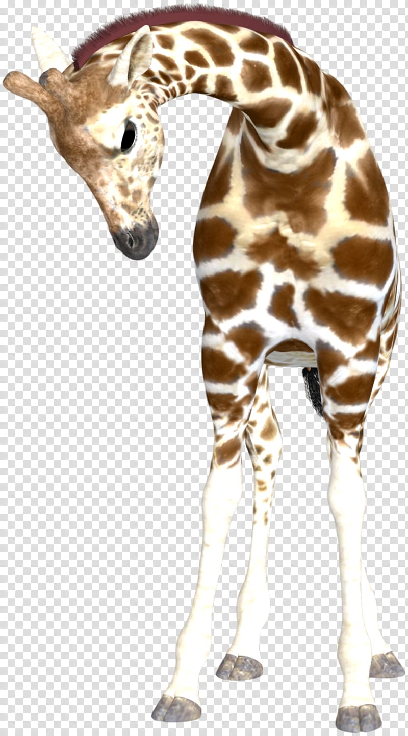 Reticulated giraffe , giraffe transparent background PNG clipart