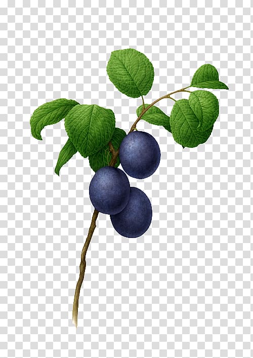 Botanical illustration Botany Watercolor painting Illustration, Hand-painted blueberry transparent background PNG clipart