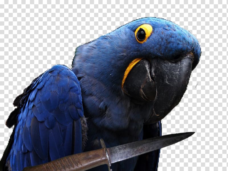 Jeuxvideo.com Internet forum president and chief executive officer Perroquet Macaw, macaw transparent background PNG clipart