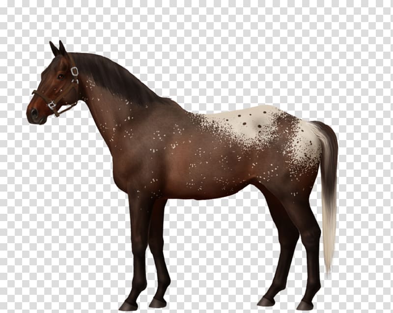 Dartmoor pony Appaloosa Andalusian horse Breyer Animal Creations, others transparent background PNG clipart