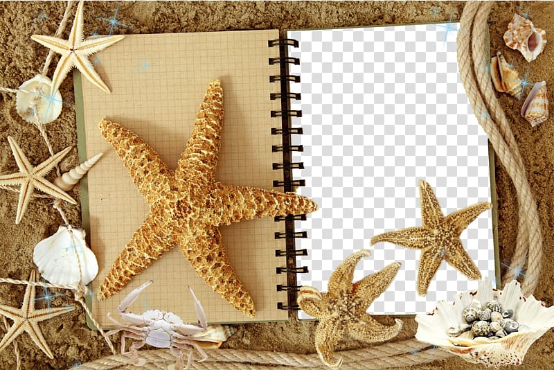High-definition television Starfish High-definition video 1080p , Mood Frame transparent background PNG clipart
