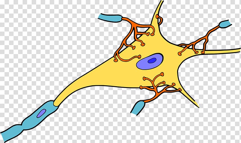 Neuron Biology Synapse Dendrite , Brain transparent background PNG clipart