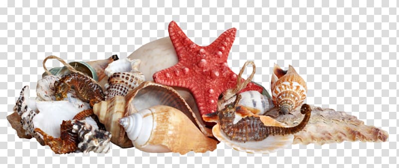 Seashell Caracola Starfish, seashell transparent background PNG clipart