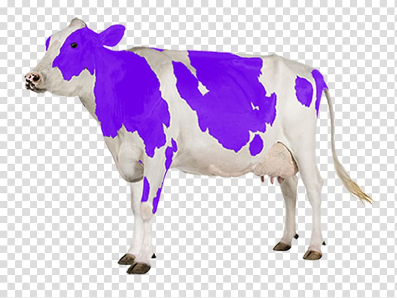 Holstein Friesian cattle Gyr cattle Dairy cattle Milk, milk transparent background PNG clipart
