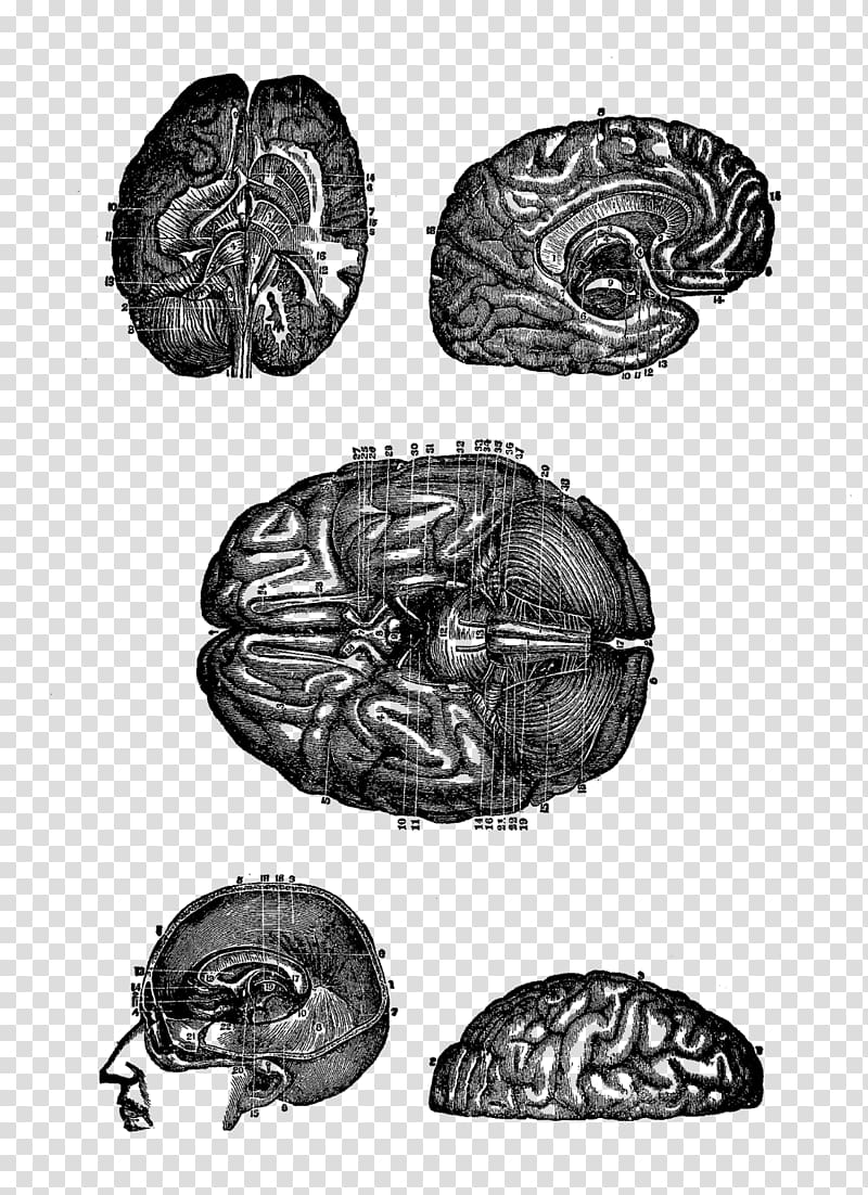 Paper Digital stamp Drawing Brain, Brain transparent background PNG clipart