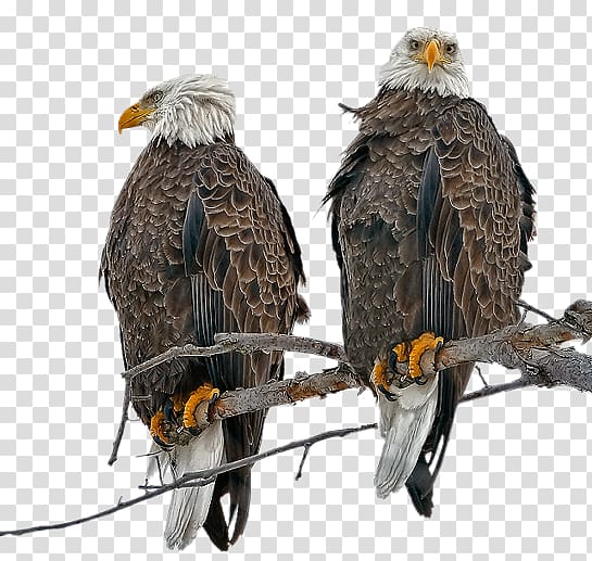 Bald Eagle Bird of prey Golden eagle, Bird transparent background PNG clipart