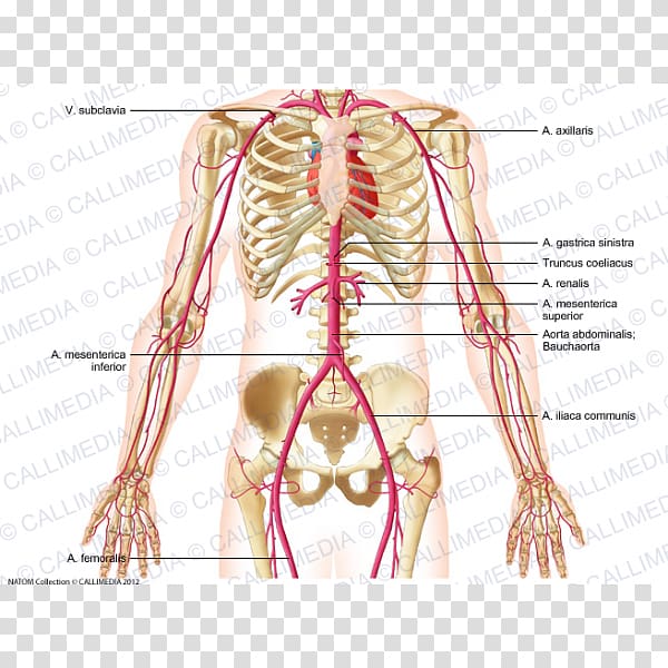 Abdomen Thorax Blood vessel Left gastric artery, others transparent background PNG clipart