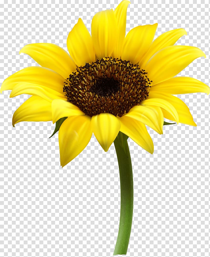 sunflower illustration, Sunflower Single transparent background PNG clipart