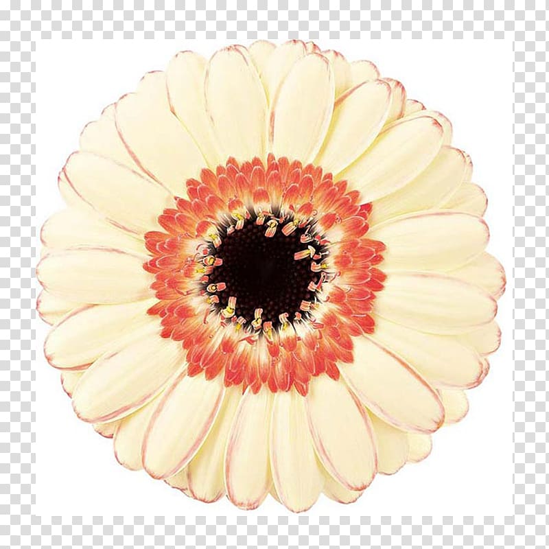 Transvaal daisy Graphic design, Veen transparent background PNG clipart