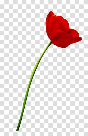 Tulip SHANGTASIA Luxury Art Room Flower, tulip transparent background PNG clipart thumbnail