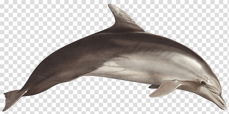 Common bottlenose dolphin Short-beaked common dolphin Rough-toothed dolphin Tucuxi Wholphin, dolphin transparent background PNG clipart