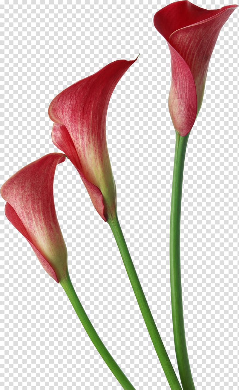 Arum-lily Callalily Flower , callalily transparent background PNG clipart