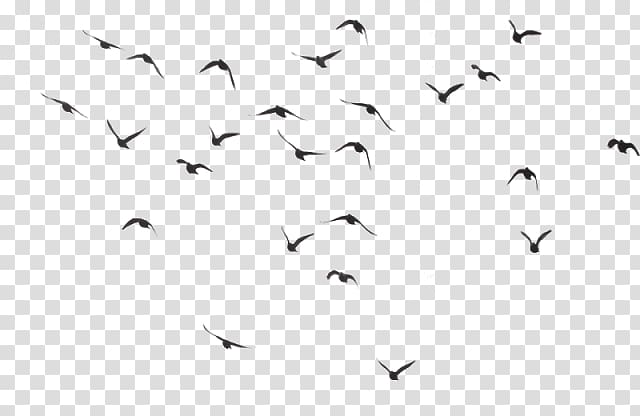 Bird , flock birds transparent background PNG clipart