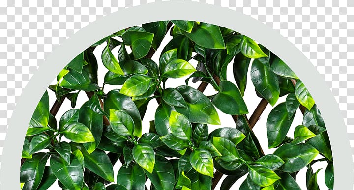 Garden Fence Hedge EasyHedging Instant Artificial Hedging Trellis, Screening Fencing, Transforms Unsightly Areas & Create Privacy in Minutes, Fully Extendable to Suit, ficus hedge transparent background PNG clipart