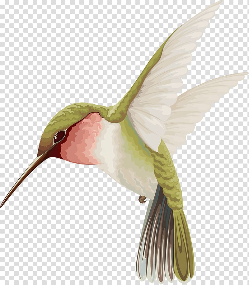 Hummingbird Watercolor painting, flying bird transparent background PNG clipart