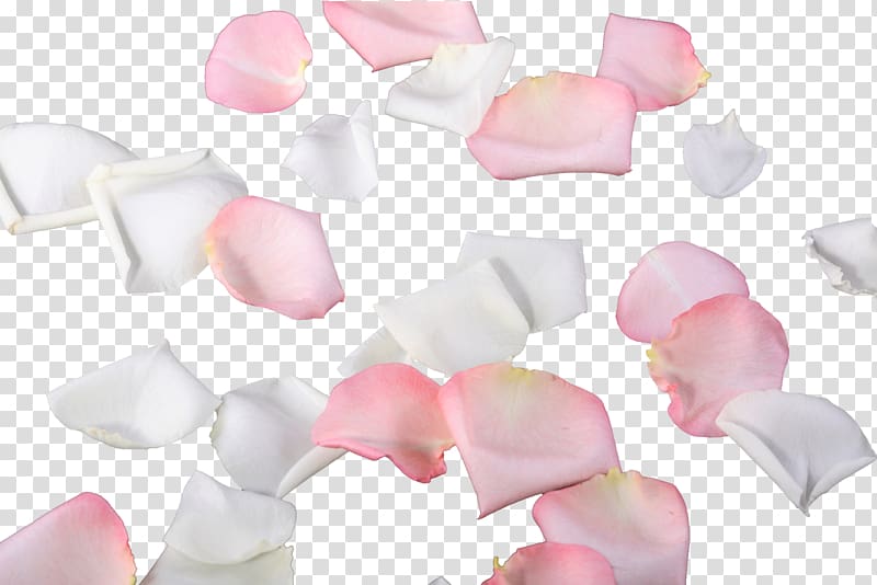 Petal Leaf Flower, Creative small petals petal shape transparent background PNG clipart