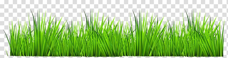 Gainesville , Grass transparent background PNG clipart