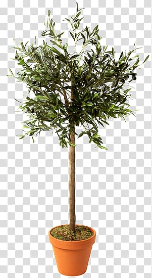Flowerpot Paper Schefflera arboricola Branch Tree, tree transparent background PNG clipart