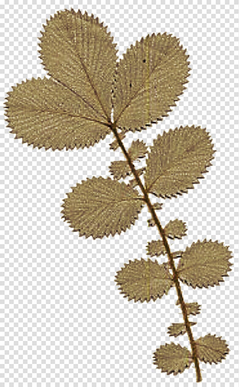 Autumn leaf color Twig Drawing, dry leaves transparent background PNG clipart