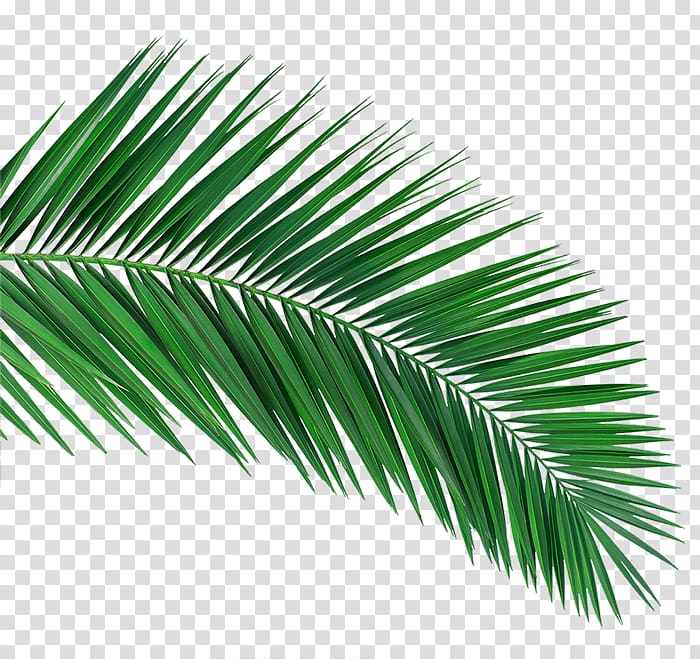 Arecaceae White Laptop Palm-leaf manuscript Black, Laptop transparent background PNG clipart