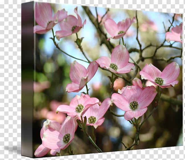Blossom Flowering dogwood Tree Southern magnolia, flower transparent background PNG clipart